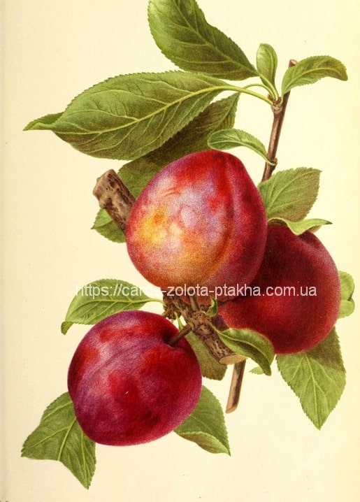Vintage botanical illustration of deep red plums clustered thickly on a leafy branch with fresh leaves.