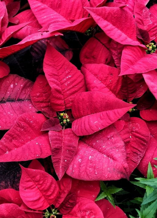 Close-up of layered deep red poinsettia leaves with a touch of green fern
