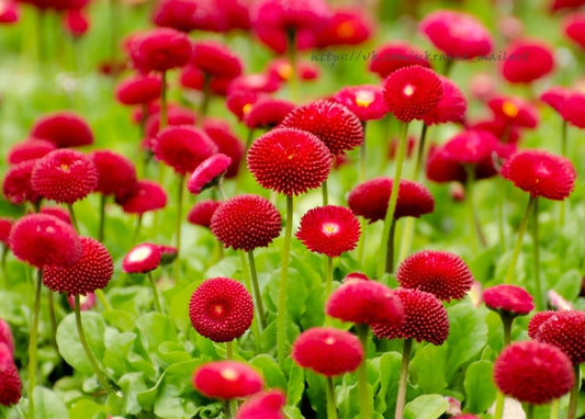 Feld roter stacheliger Pompon-Gänseblümchen in Nahaufnahme