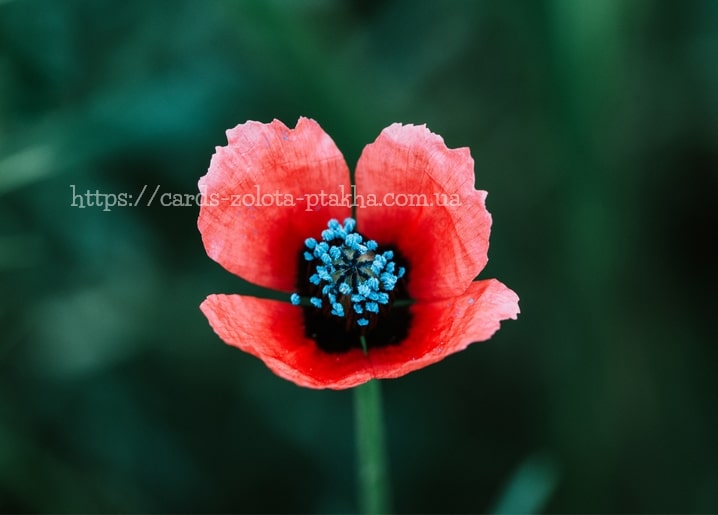 Einzelne rote Mohnblume mit dunkler Mitte und blaugrauen Pollenbüscheln