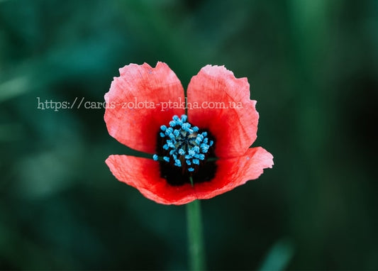Einzelne rote Mohnblume mit dunkler Mitte und blaugrauen Pollenbüscheln