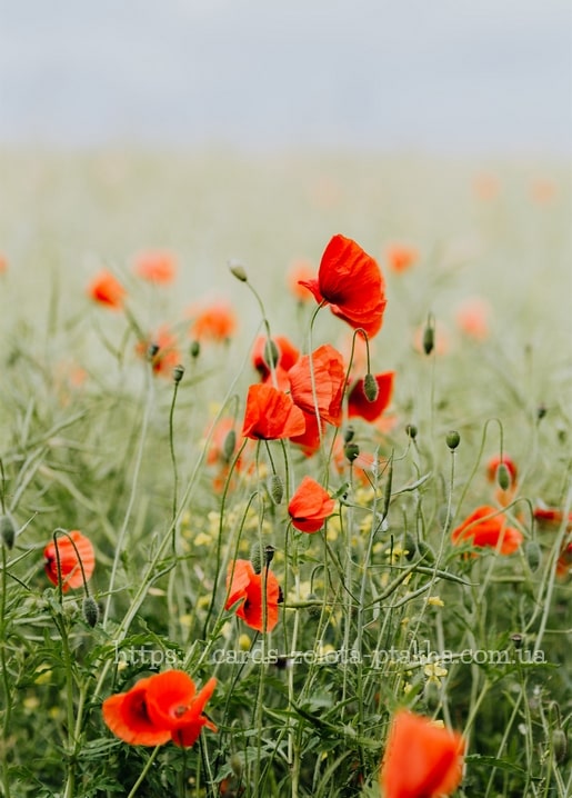 Rote Mohnblumen im grünen Sommerfeld unter bewölktem Himmel