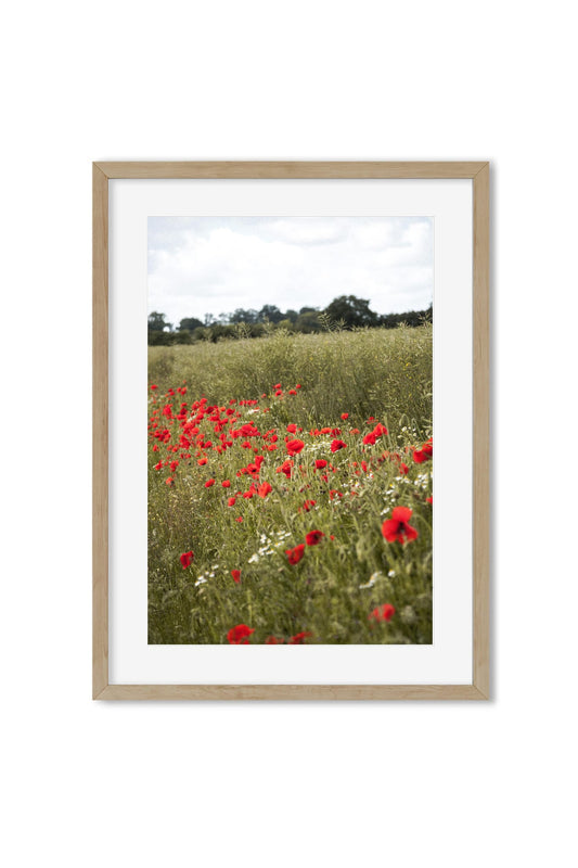Framed poster of red poppies and daisies in a summer meadow