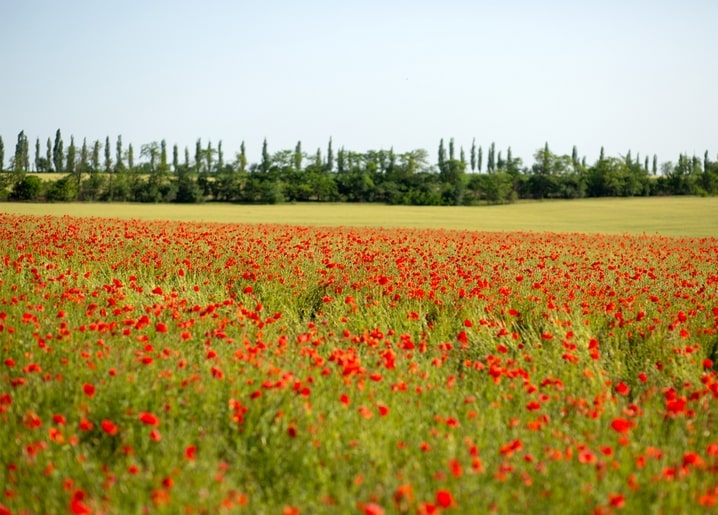Field of red wild poppies under a summer sky with a distant tree line