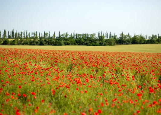 Field of red wild poppies under a summer sky with a distant tree line
