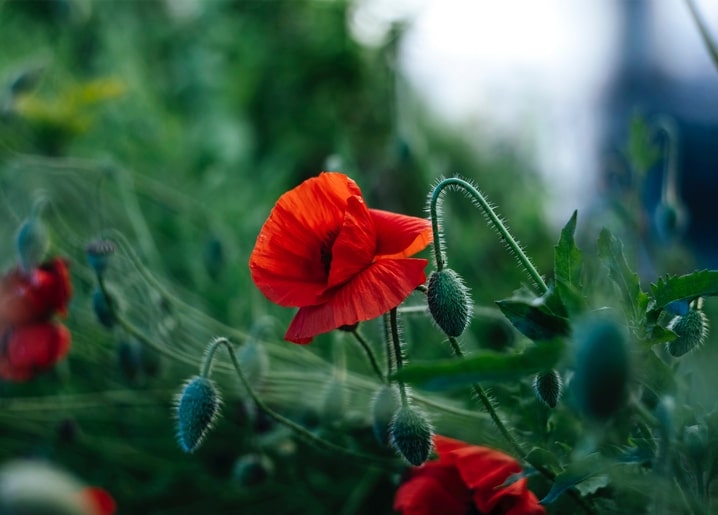 Roter Mohn blüht zwischen grünen Stängeln und pelzigen Knospen auf einem Sommerfeld