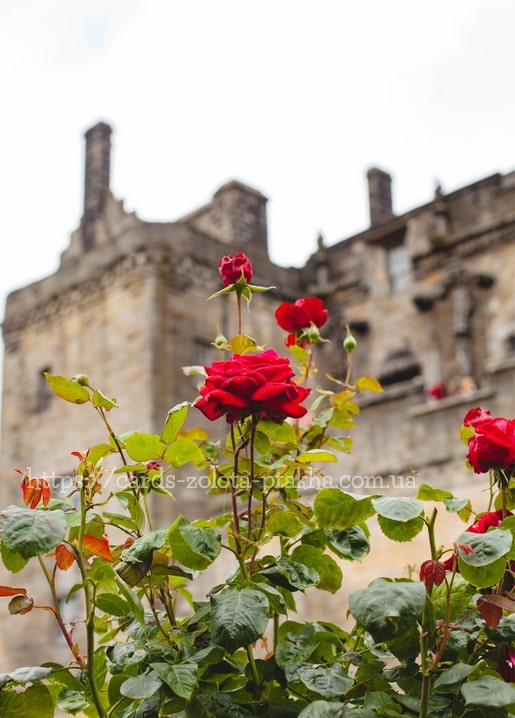 Rote Rose in voller Blüte vor einer unscharfen alten Steinburg