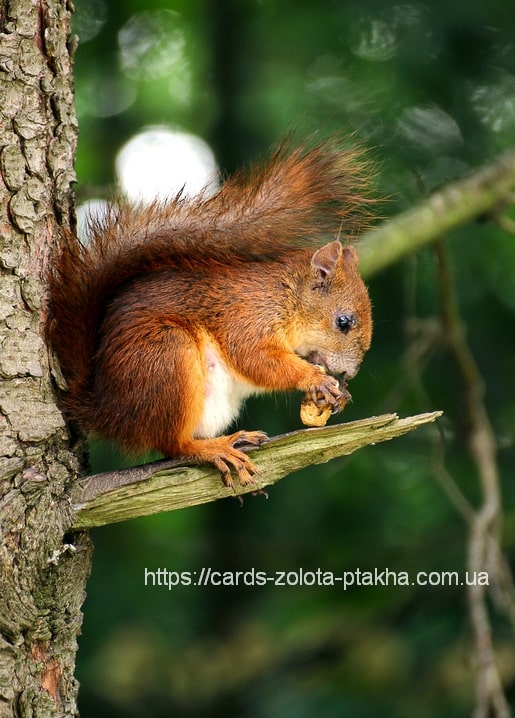 Eichhörnchen knabbert an einer Nuss auf einem Ast im Wald