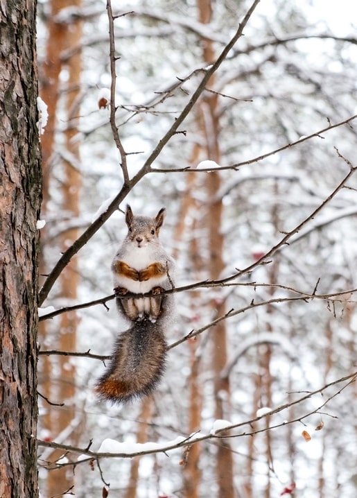 Rotes Eichhörnchen steht auf einem schneebedeckten Kiefernzweig im Winterwald