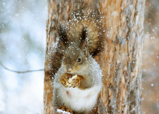 Red squirrel eating a pine cone on a snowy pine trunk