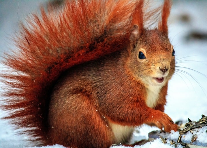 Red squirrel with a fluffy tail nibbling seeds in the snow