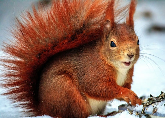 Red squirrel with a fluffy tail nibbling seeds in the snow