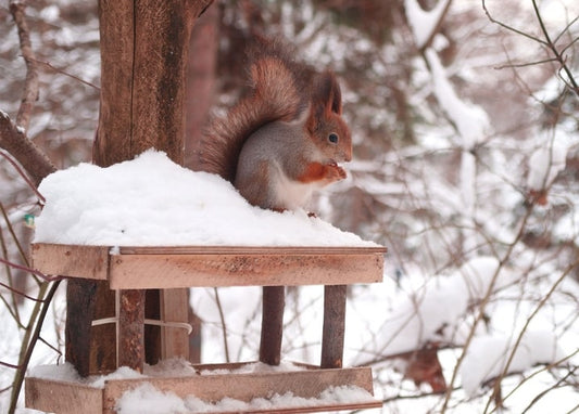 Red squirrel eating on a snow-covered bird feeder in a winter forest