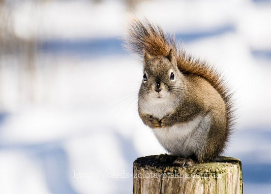Eichhörnchen mit Ohrpuscheln und buschigem Schwanz auf einem Schneepfosten
