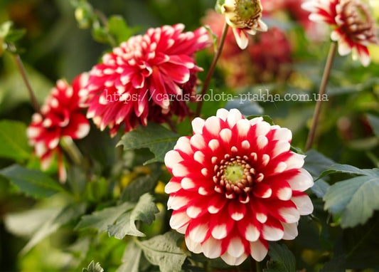 Red and white bicolor dahlias blooming in a garden, one bloom in sharp focus