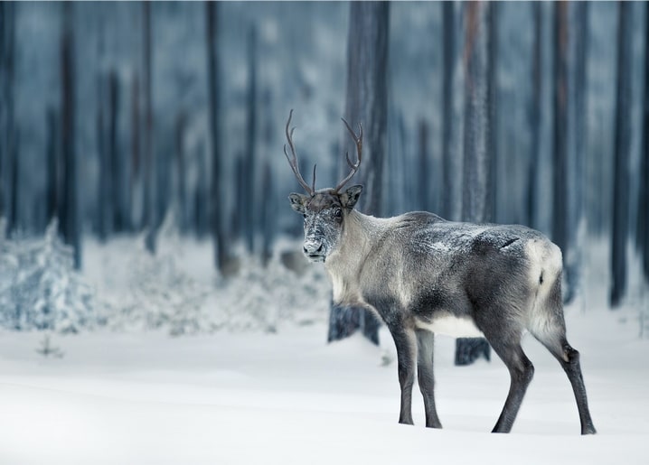 Rentier steht im Profil im Schnee vor dunklen, kahlen Baumstämmen