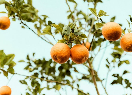 Reife Orangen hängen zwischen grünen Blättern vor blassblauem Himmel