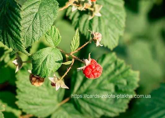 Reife rote Himbeere zwischen grünen Blättern und unreifen Früchten am Strauch