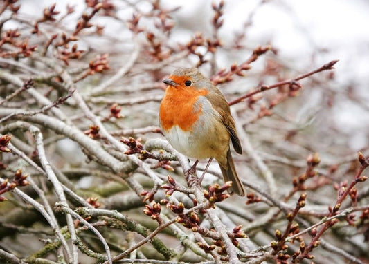 Robin perched among bare twigs with reddish buds