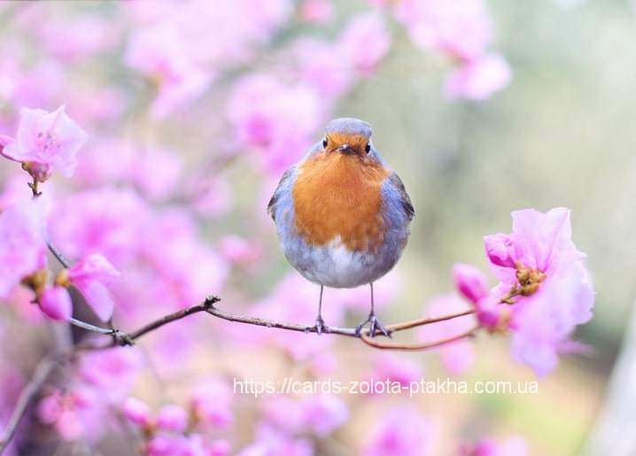 European robin with orange breast perched among pink blossom branches