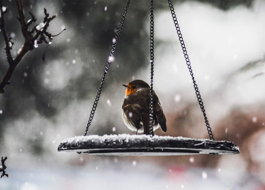 European robin on a snow-covered hanging bird feeder during snowfall