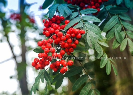 Clusters of bright red rowan berries on a leafy branch with a blurred forest background