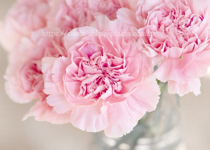 Weich fokussierter Strauß rosa Nelken mit gekräuselten Blütenblättern in einer Vase