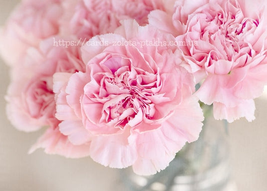 Weich fokussierter Strauß rosa Nelken mit gekräuselten Blütenblättern in einer Vase