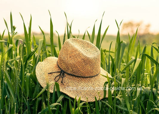 Листівка Літо - Summer postcard / Видавничий дім "Золота Птаха"