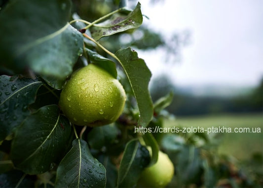 Листівка Літо - Summer postcard / Видавничий дім "Золота Птаха"