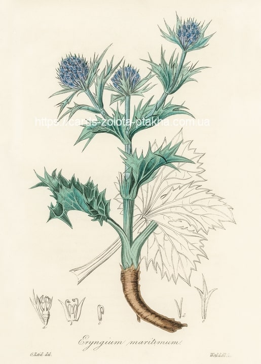 Ботанічна гравюра синьоголовника приморського (Eryngium maritimum) із колючими синьо-сірими суцвіттями