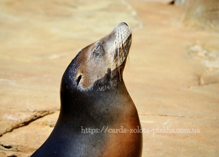 Seelöwe im Profil mit erhobenem Kopf auf sonnigem Felsen