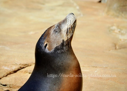 Seelöwe im Profil mit erhobenem Kopf auf sonnigem Felsen