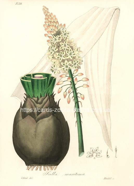 Vintage botanical illustration of a sea squill bulb with a tall flower spike