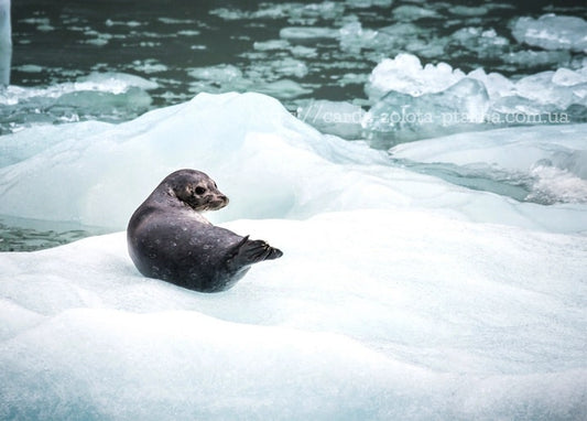 Robbe ruht auf einer treibenden Eisscholle im dunklen Polarwasser