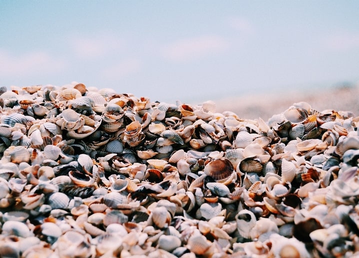 Nahaufnahme sonnengebleichter Muscheln am Sandstrand unter blassem Himmel