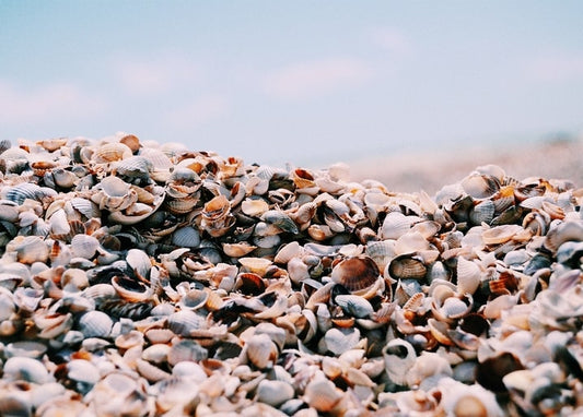 Nahaufnahme sonnengebleichter Muscheln am Sandstrand unter blassem Himmel