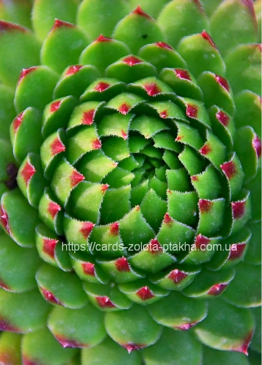 Makroaufnahme einer Hauswurz-Rosette mit spiralförmig gewundenen, rot gesäumten Blättern