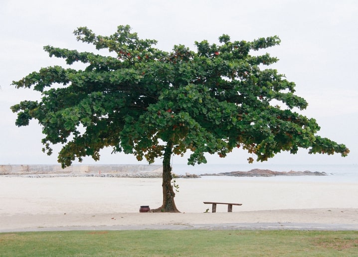 Ein einzelner Baum spendet Schatten über einer leeren Bank am ruhigen Sandstrand