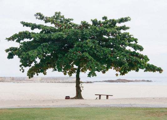 Ein einzelner Baum spendet Schatten über einer leeren Bank am ruhigen Sandstrand