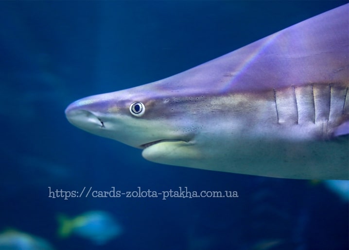 Hai im Profil aus nächster Nähe, Kiemen sichtbar, blau-violettes Aquarienlicht