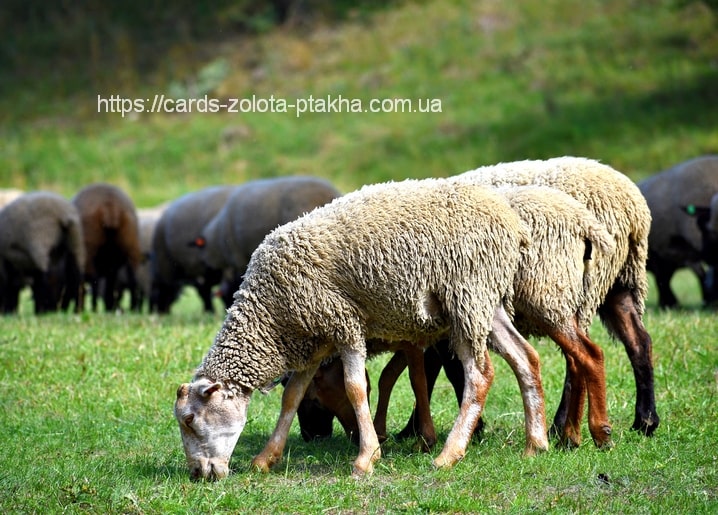 Wolliges Schaf grast auf einer sonnigen Weide, im Hintergrund die Herde.