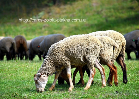 Wolliges Schaf grast auf einer sonnigen Weide, im Hintergrund die Herde.