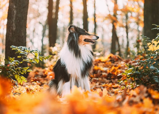 Flauschiger dreifarbiger Sheltie sitzt im Herbstlaub in einem sonnigen Wald
