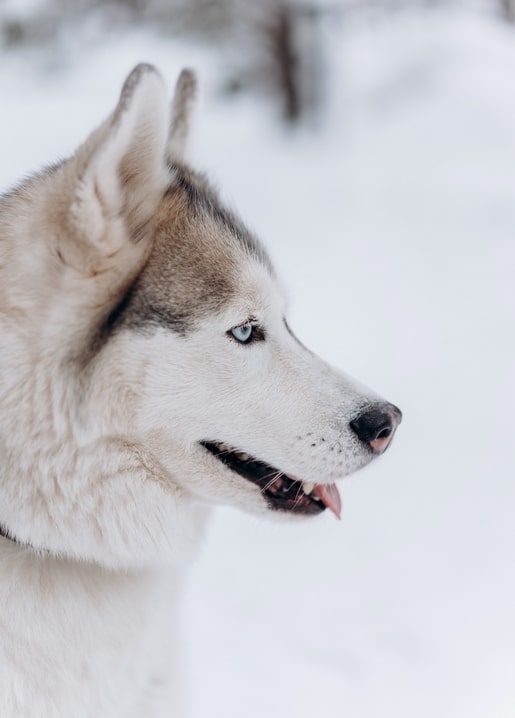 Nahaufnahme eines Sibirischen Husky mit blauen Augen vor schneeweißem Hintergrund