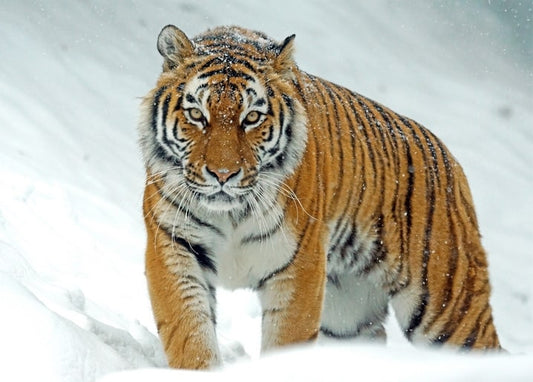 Siberian tiger staring directly at the camera through falling snow