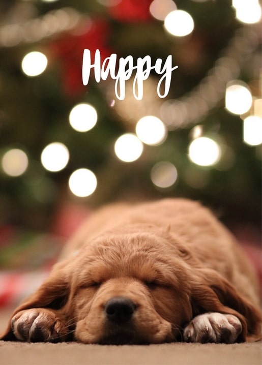 Schlafender Golden-Retriever-Welpe unter funkelnden Weihnachtsbaumlichtern