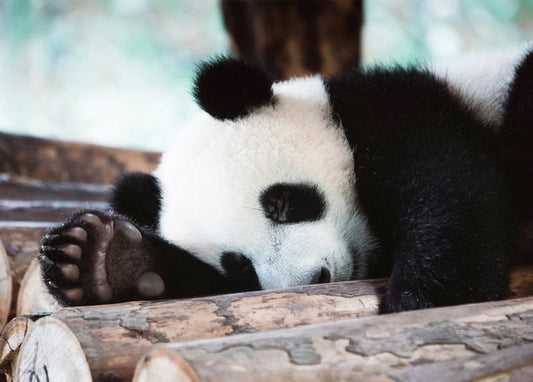 Schläfriger Panda liegt auf Baumstämmen mit ausgestreckter Pfote