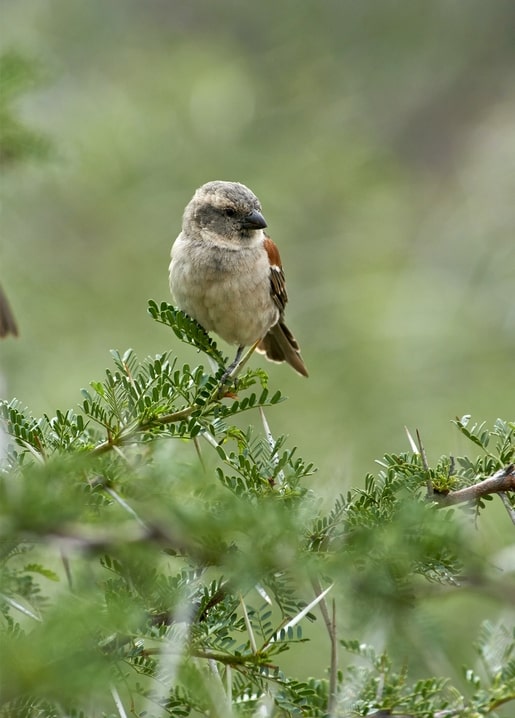 Kleiner gesprenkelter Vogel auf einem dornigen Zweig im Grünen