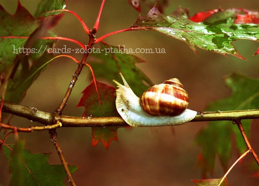 Macro close-up of a striped snail on an oak twig with red and green autumn leaves